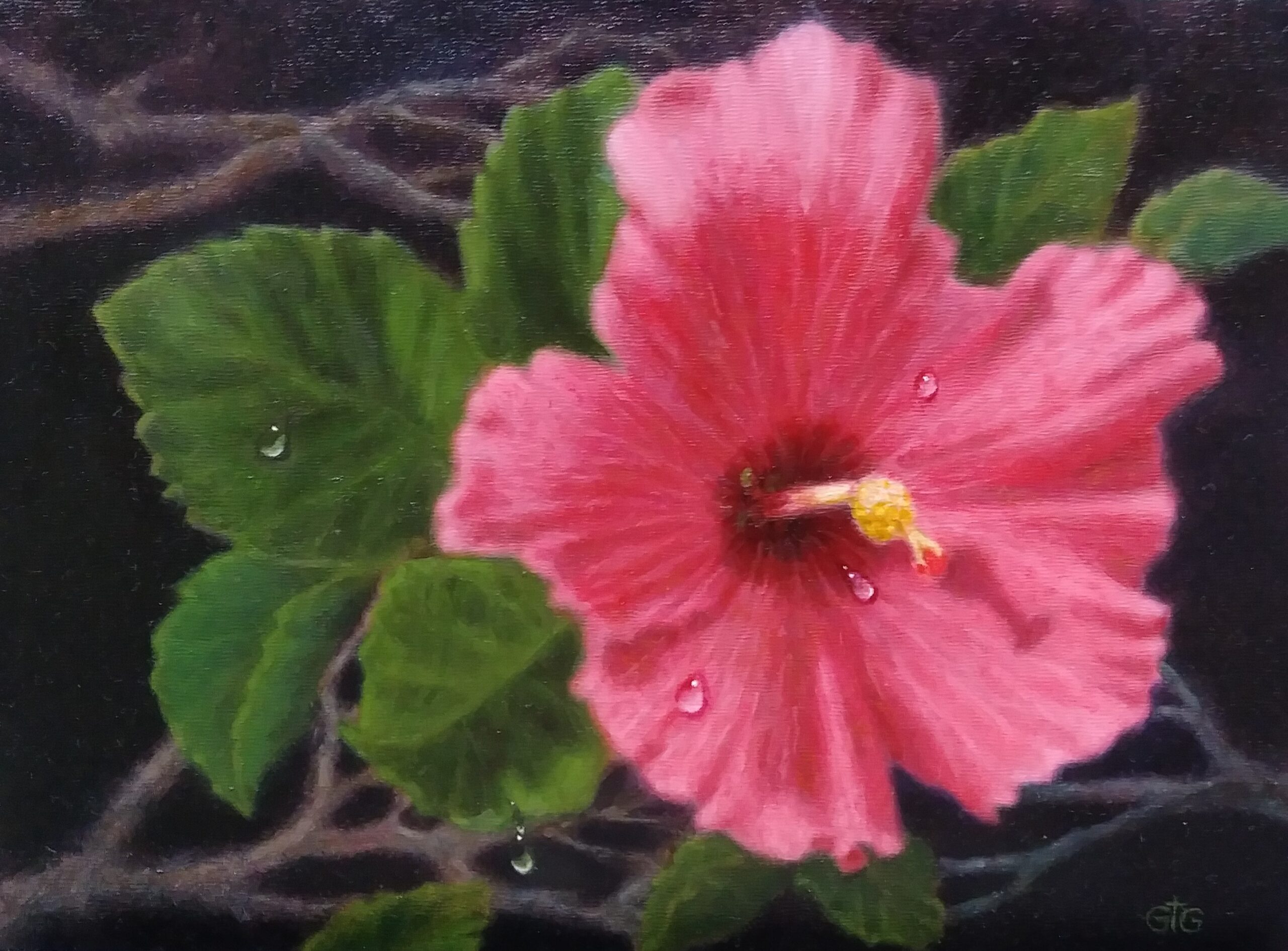 Hibiscus