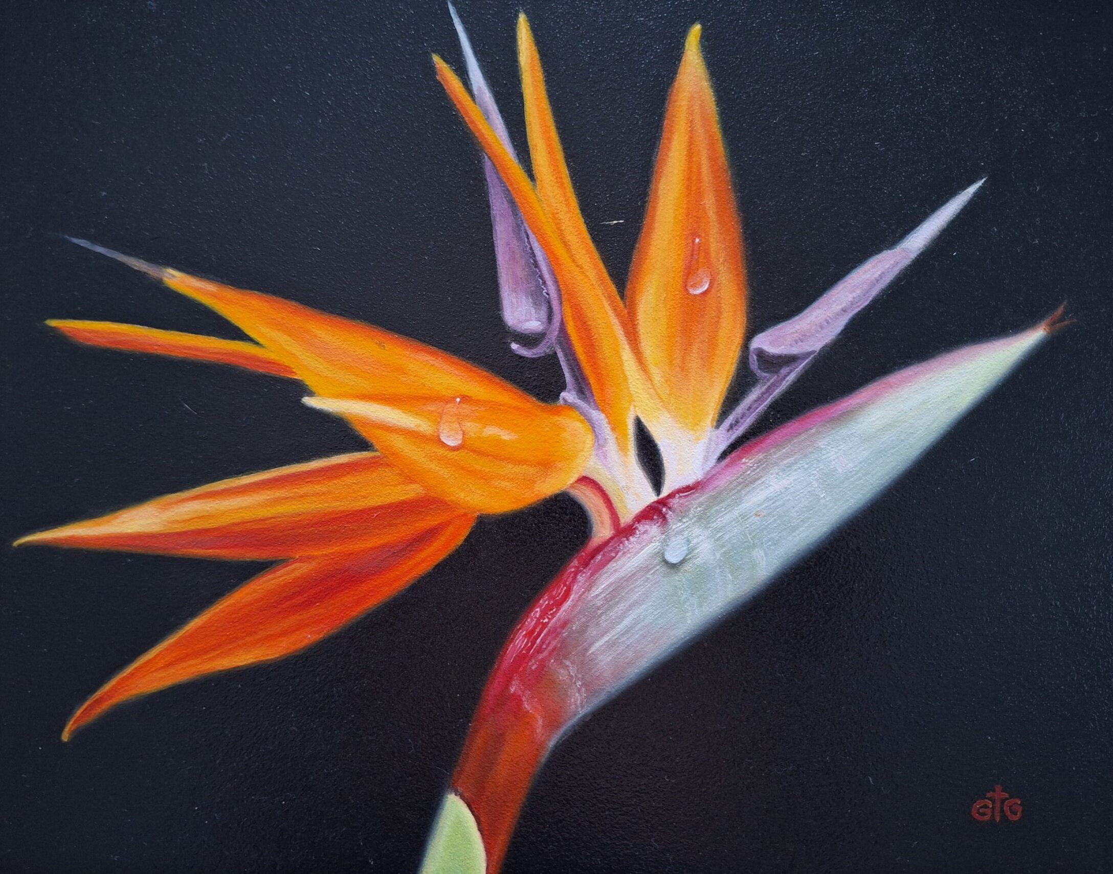 Bird of Paradise with Dew Droplets