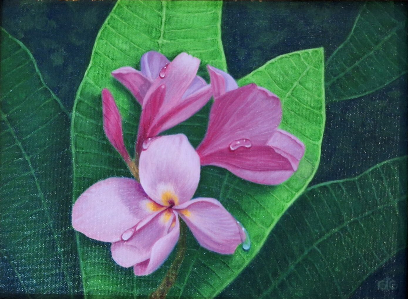 Pink Plumeria with Dew Droplets